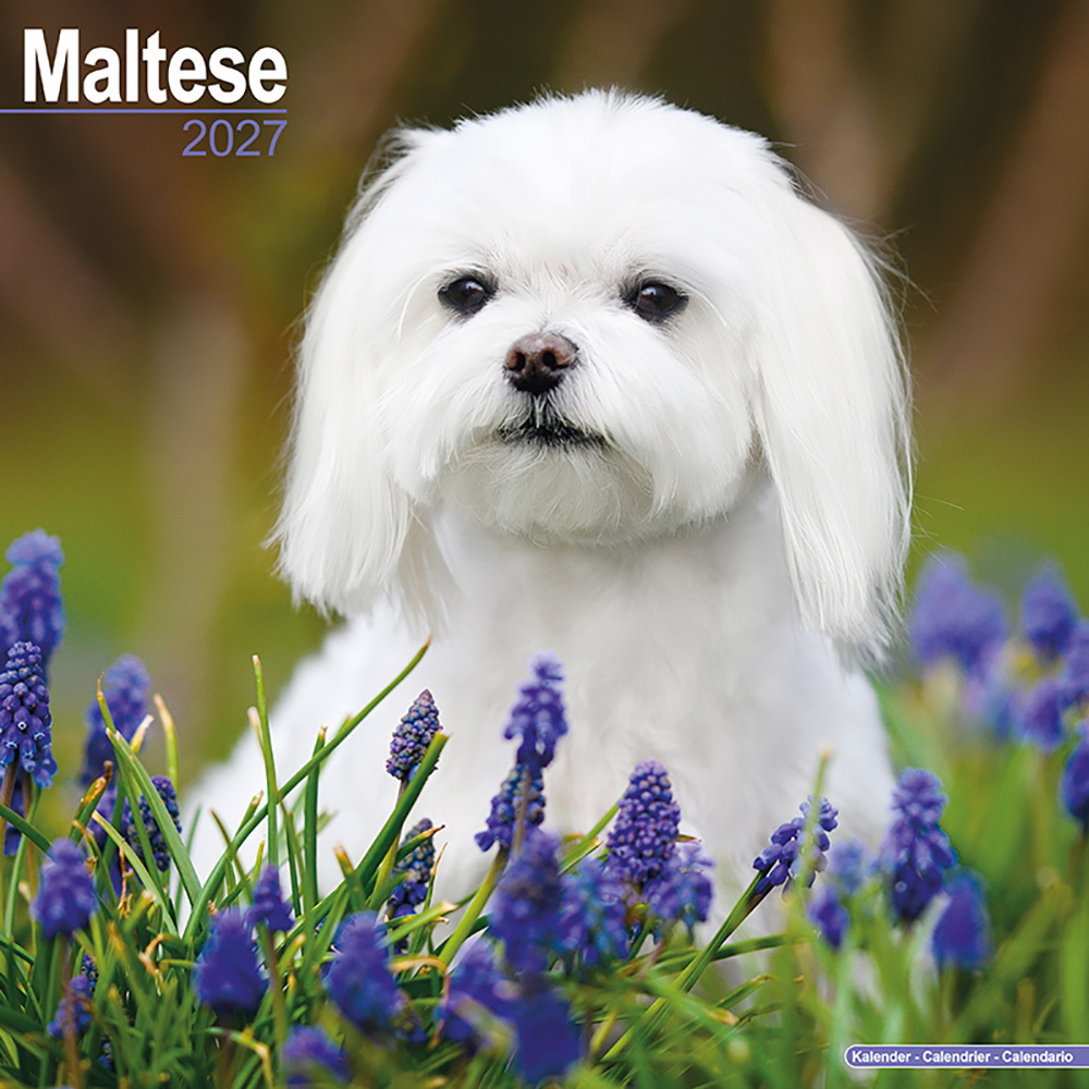 Kalender 2027 Malteser Terrier
