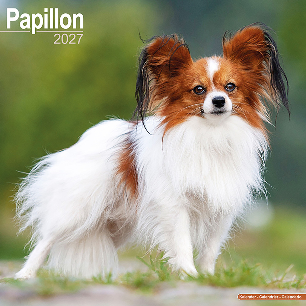 Kalender 2027 Papillon