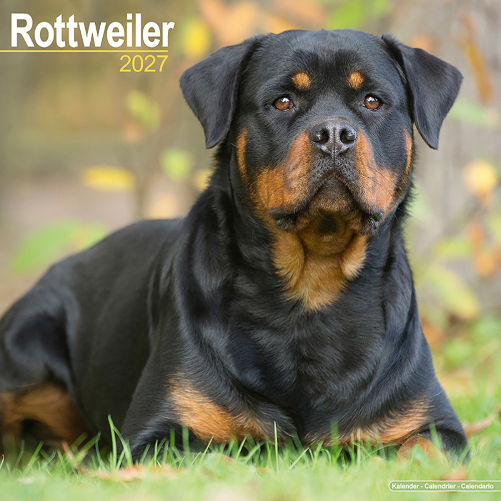 Kalender 2027 Rottweiler
