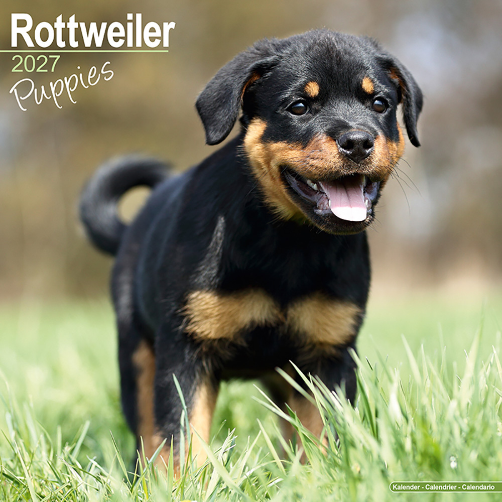 Kalender 2027 Rottweiler puppies