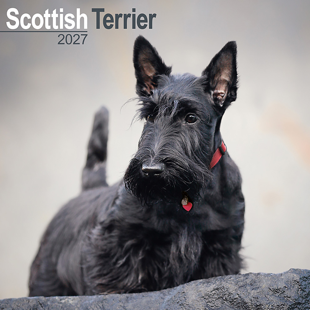 Kalender 2027 Schotse Terrier