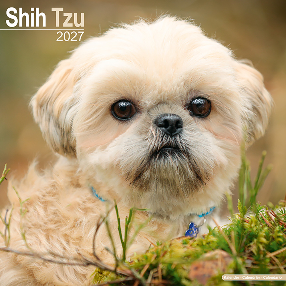 Kalender 2027 Shih Tzu
