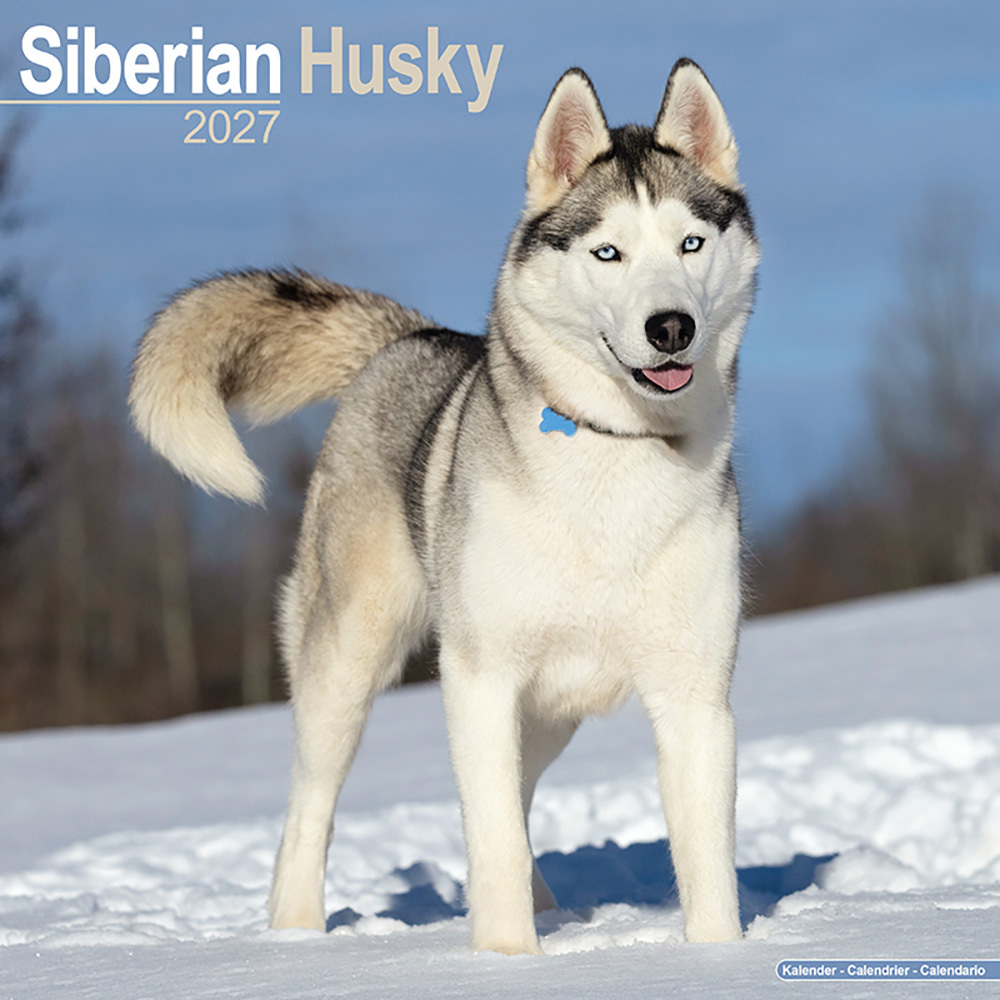 Kalender 2027 Siberische Husky