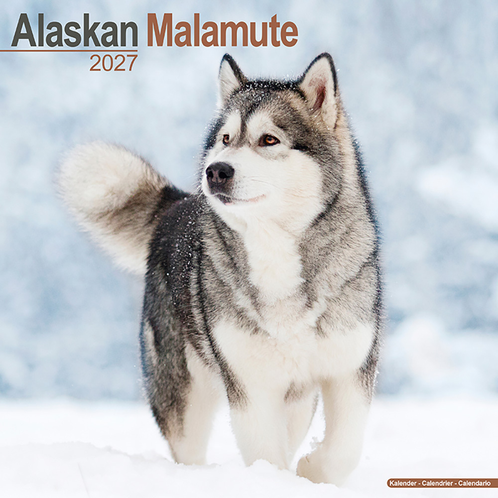Kalender 2027 Alaska Malamute