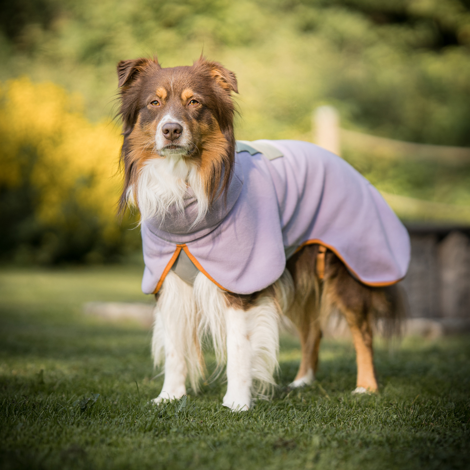 WOOLLY WOLF Honden fleecetrui Alpha 360, paars, Maat: 27