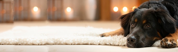 Entdecken Sie die alsa Weihnachtswelt mir vielen besonderen Überraschungen.