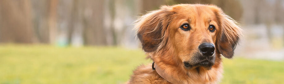 Natuurlijk hondenvoer voor volwassen honden.