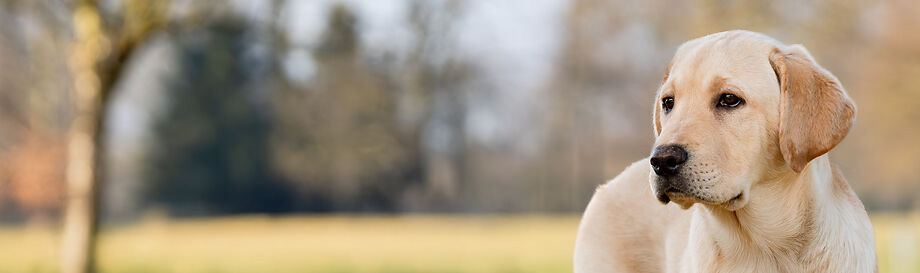 Natuurlijk hondenvoer voor pups en jonge honden.