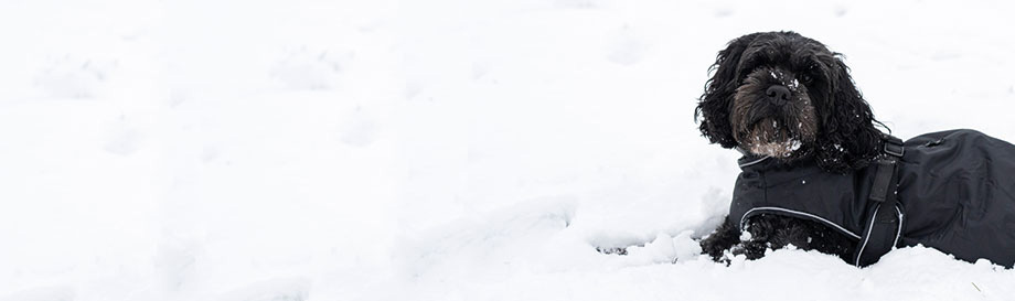 Winterjassen voor honden.