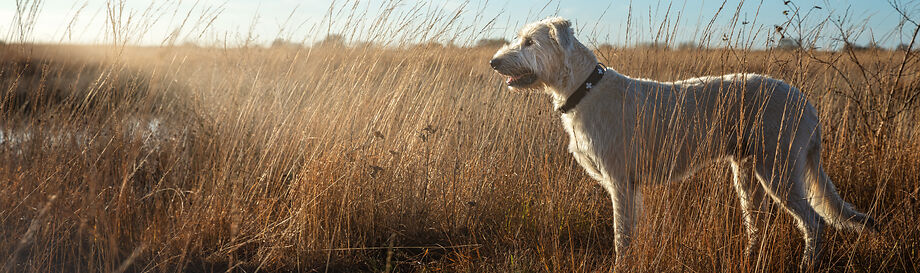 Aanbiedingen Onderweg met de hond