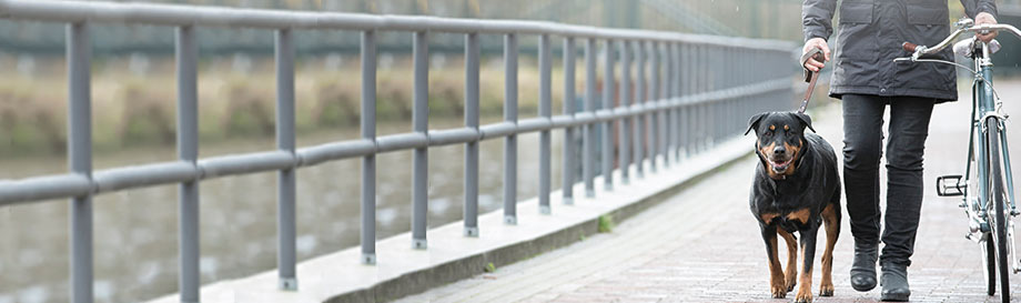 Regenjassen voor hondeneigenaren.