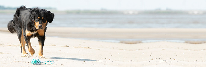 Alles voor een mooie zomer met de hond.